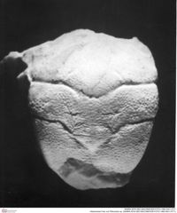 Historisches Foto von Pithonoton sp. (NHMW-AFW-GEO-BACHMAYER-FOTO-1990-0041-0771)